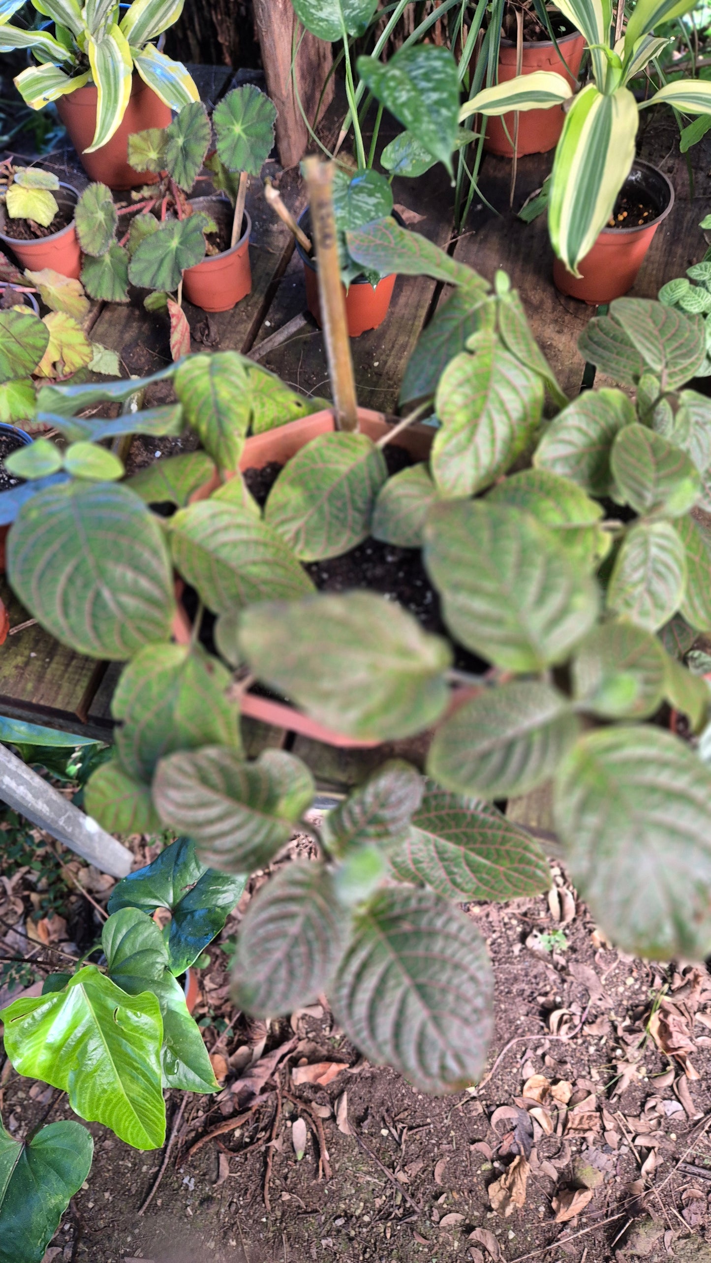 Fittonia gigantea