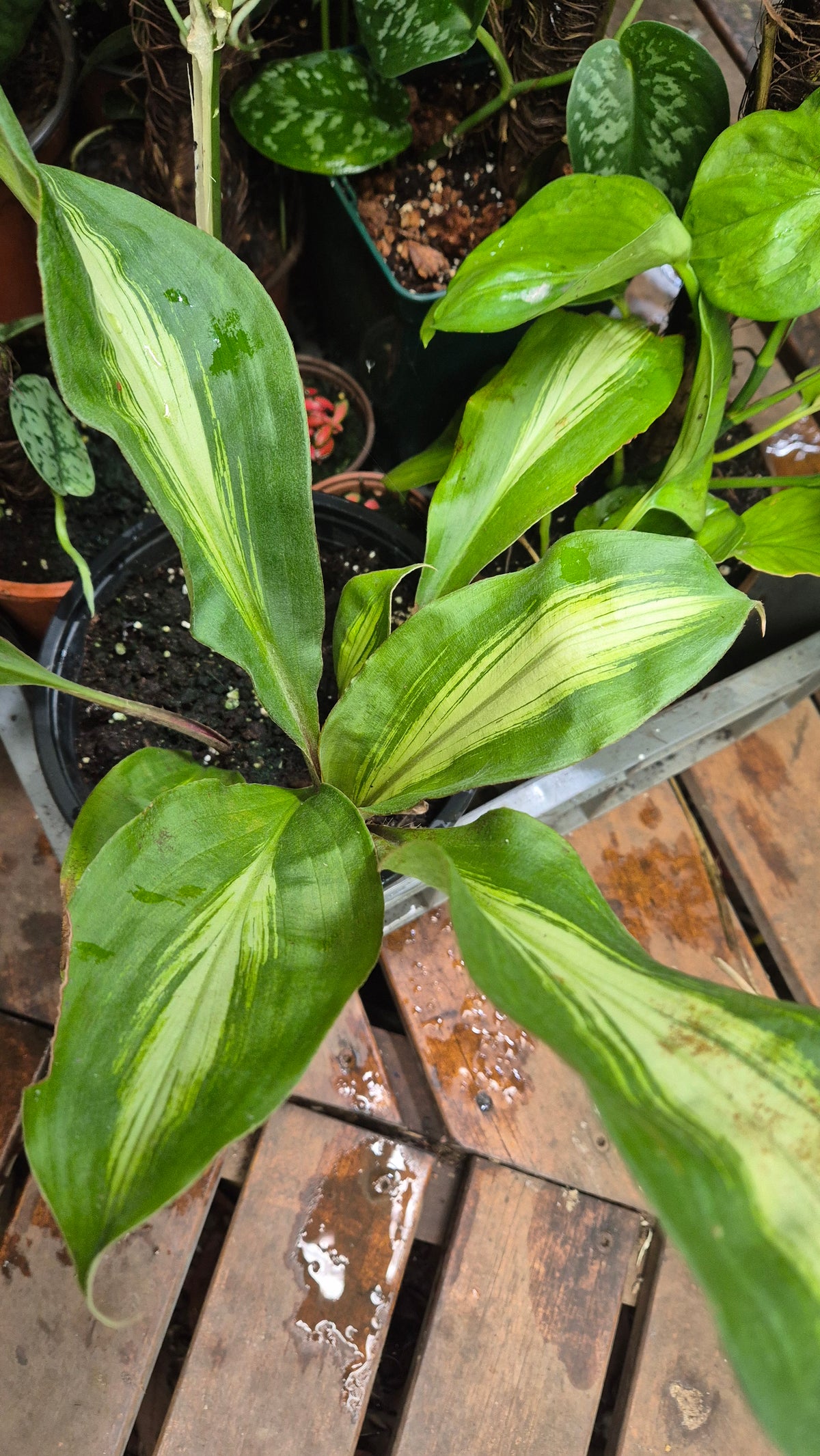 Palisota pynhertti
