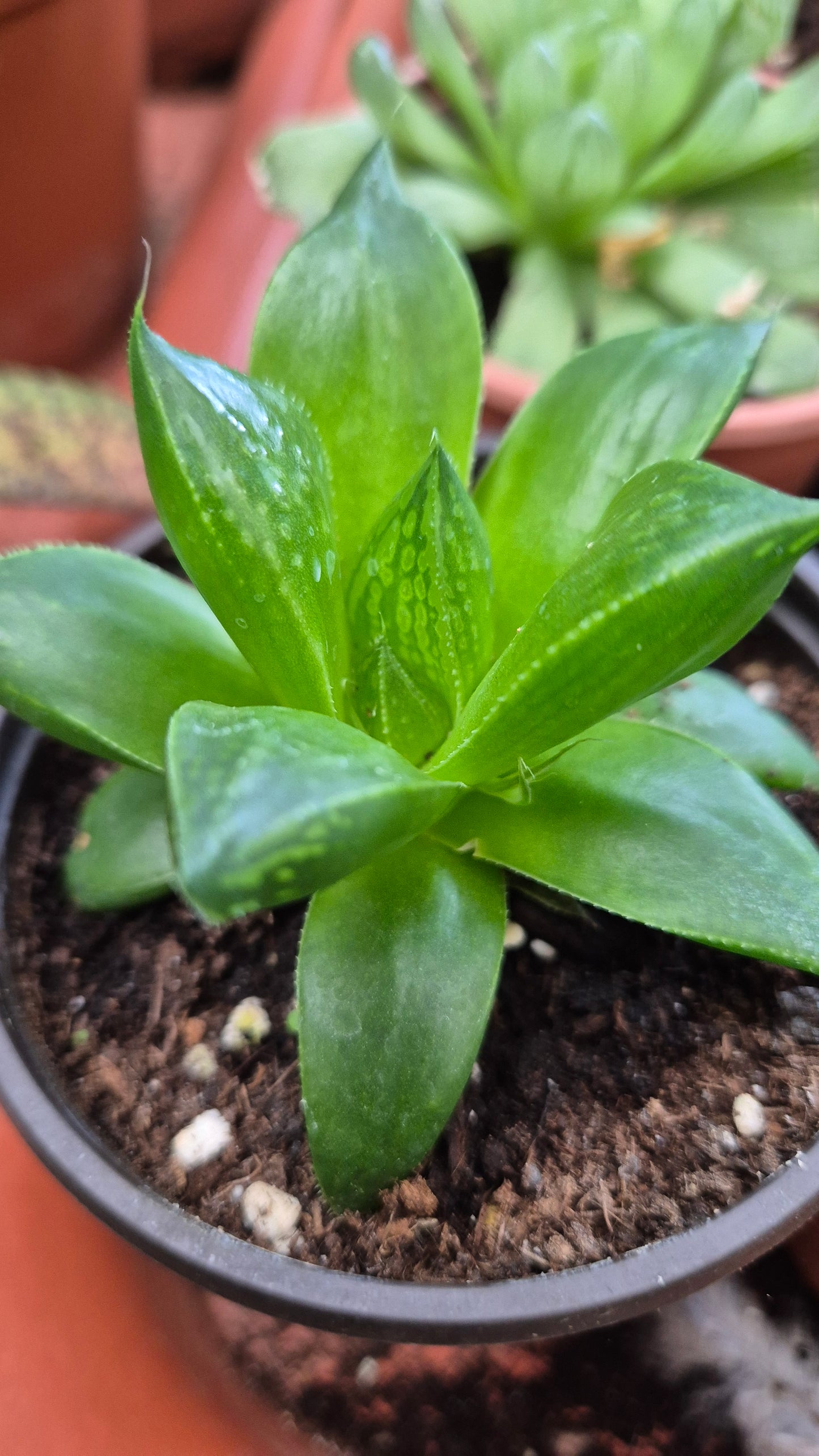 Haworthia
