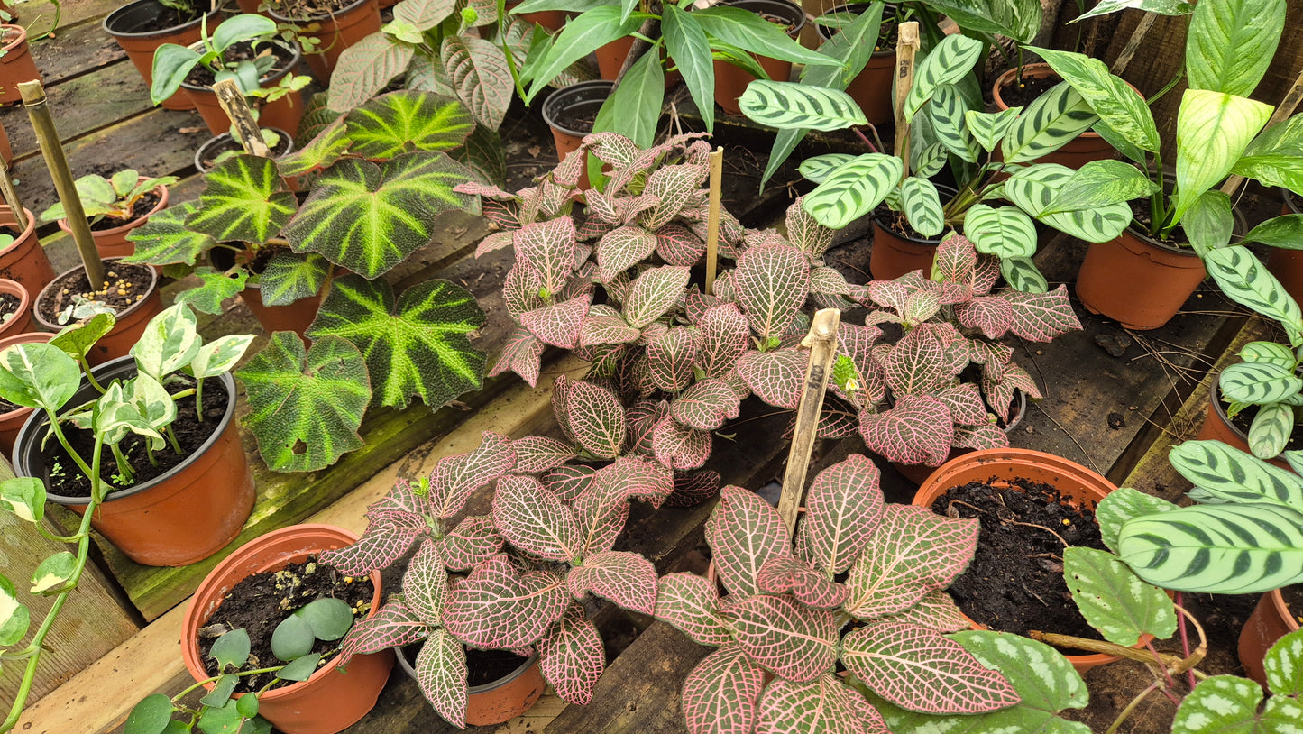 Fittonia Albivenis rose