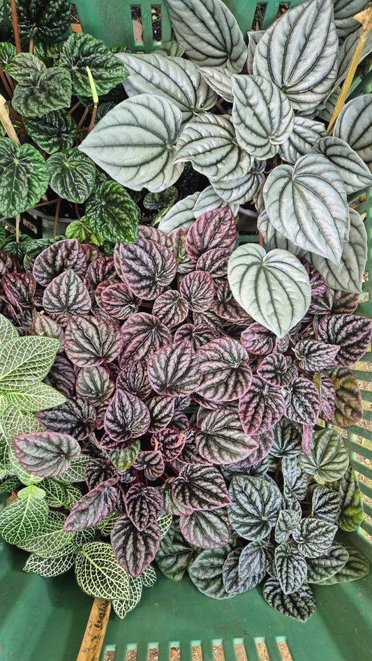 Peperomia carperata bordeaux
