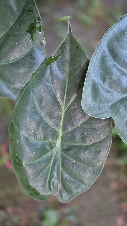 Alocasia
