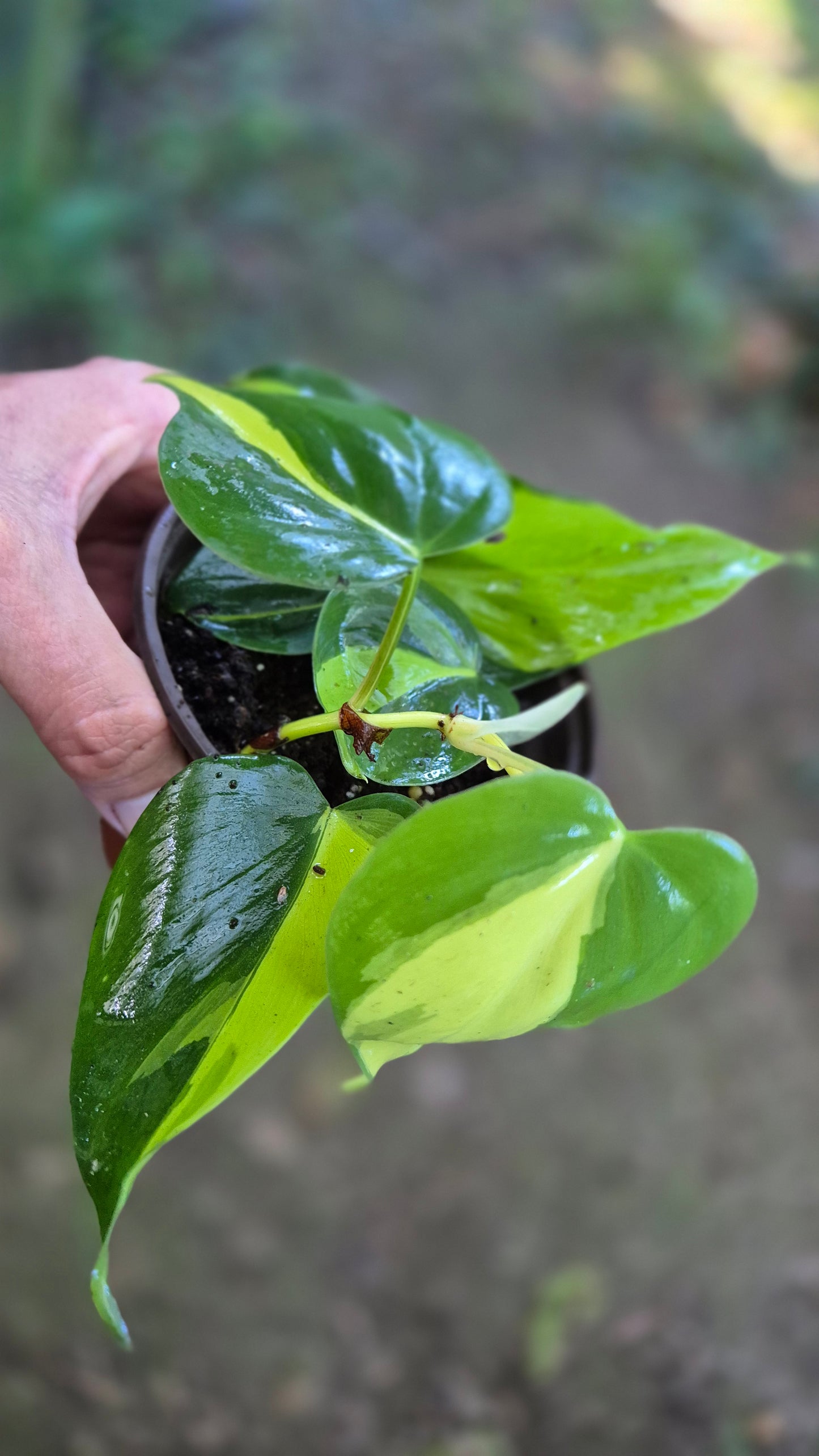 Philodendron Brasil