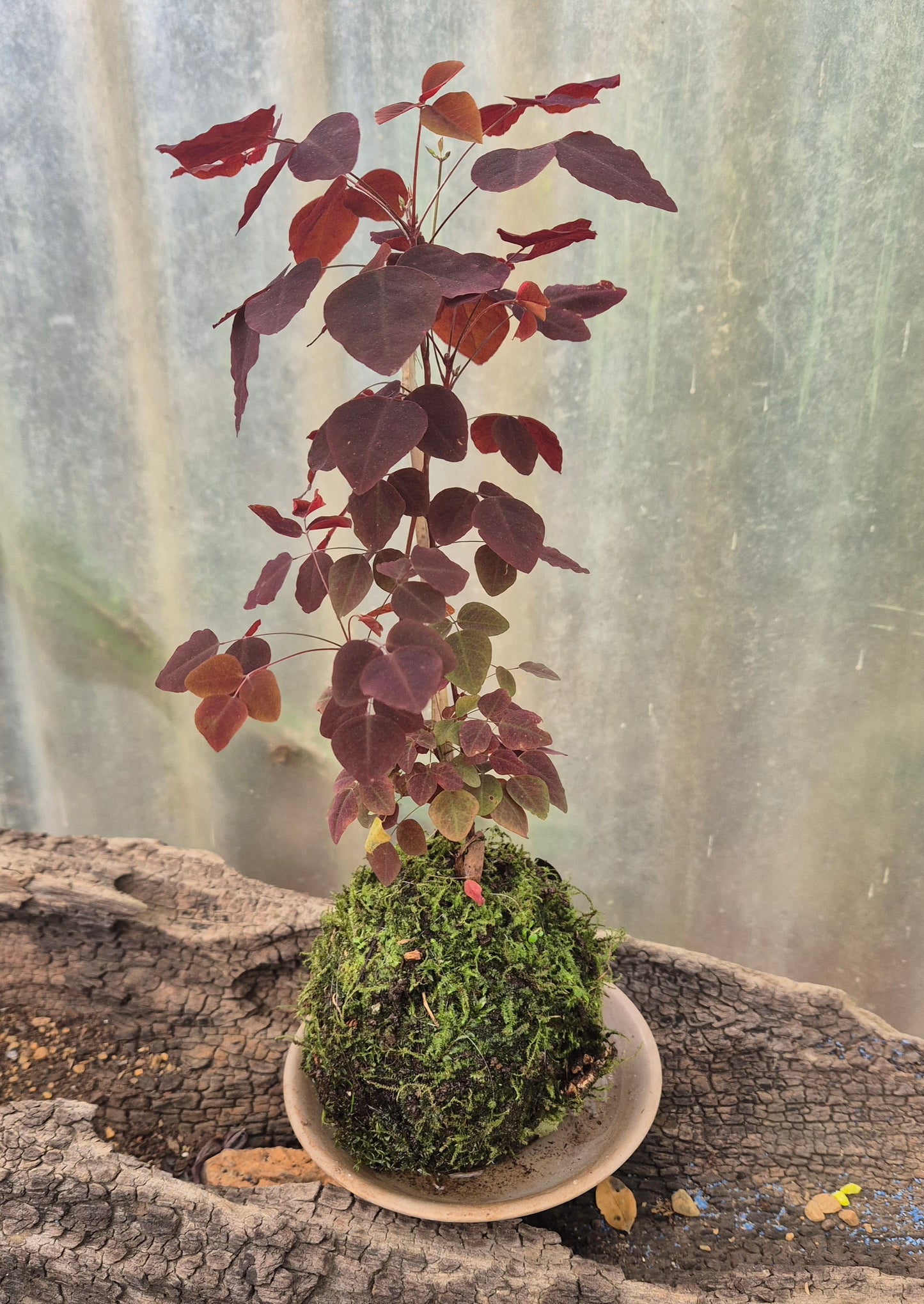 Kokedama oxalis purpurea