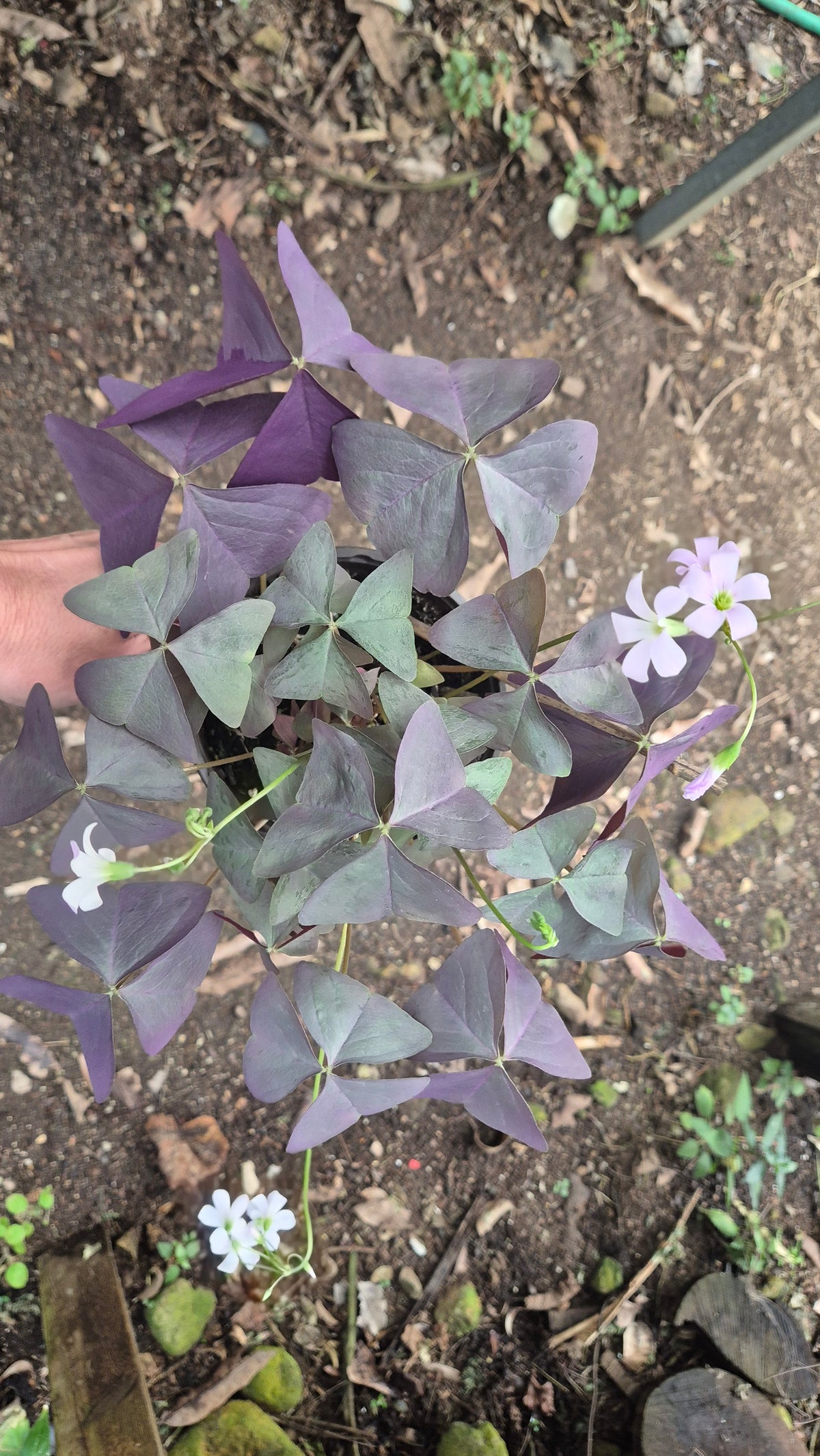 Oxalis mauve argenté