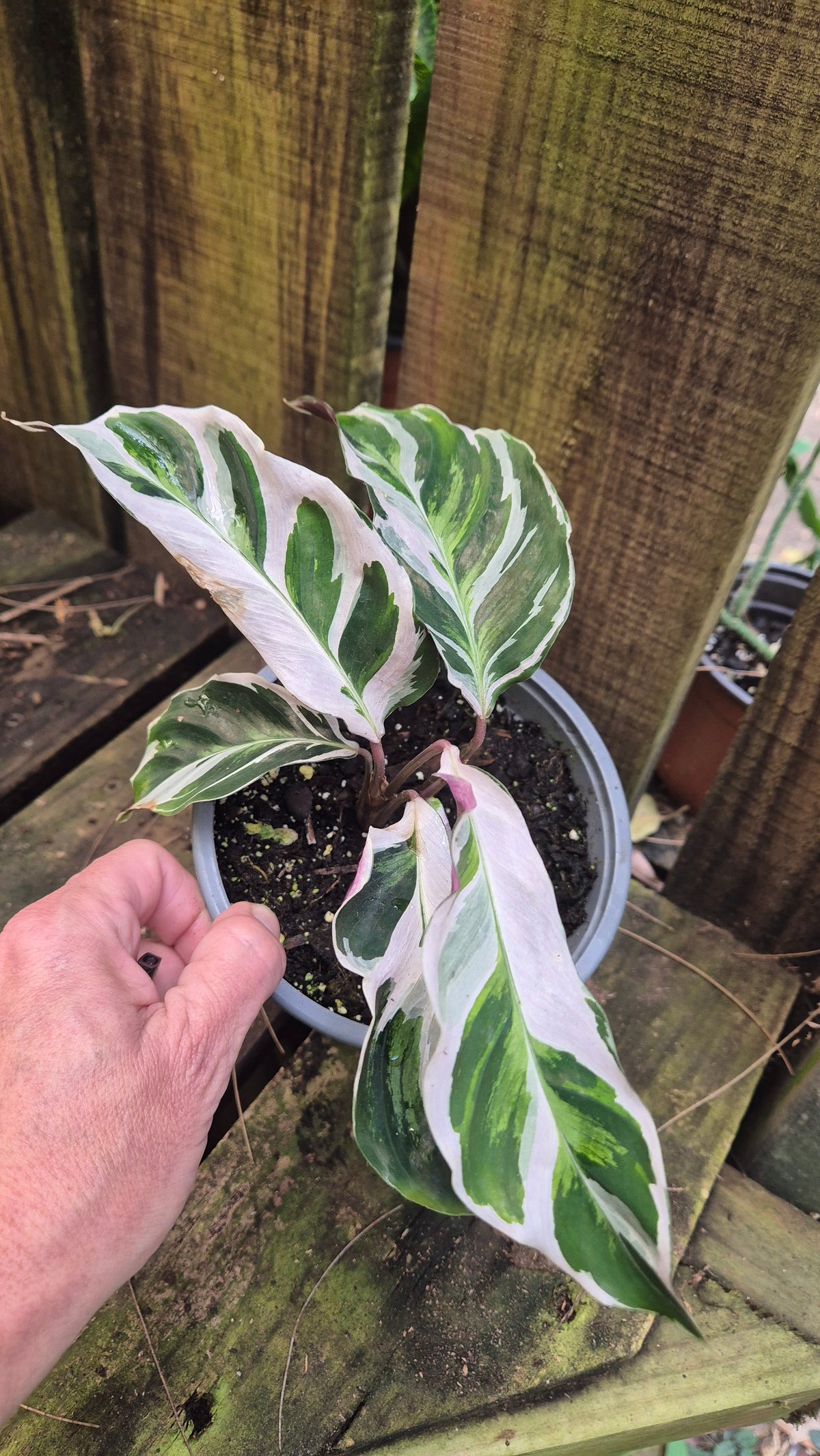 Calathea White fusion