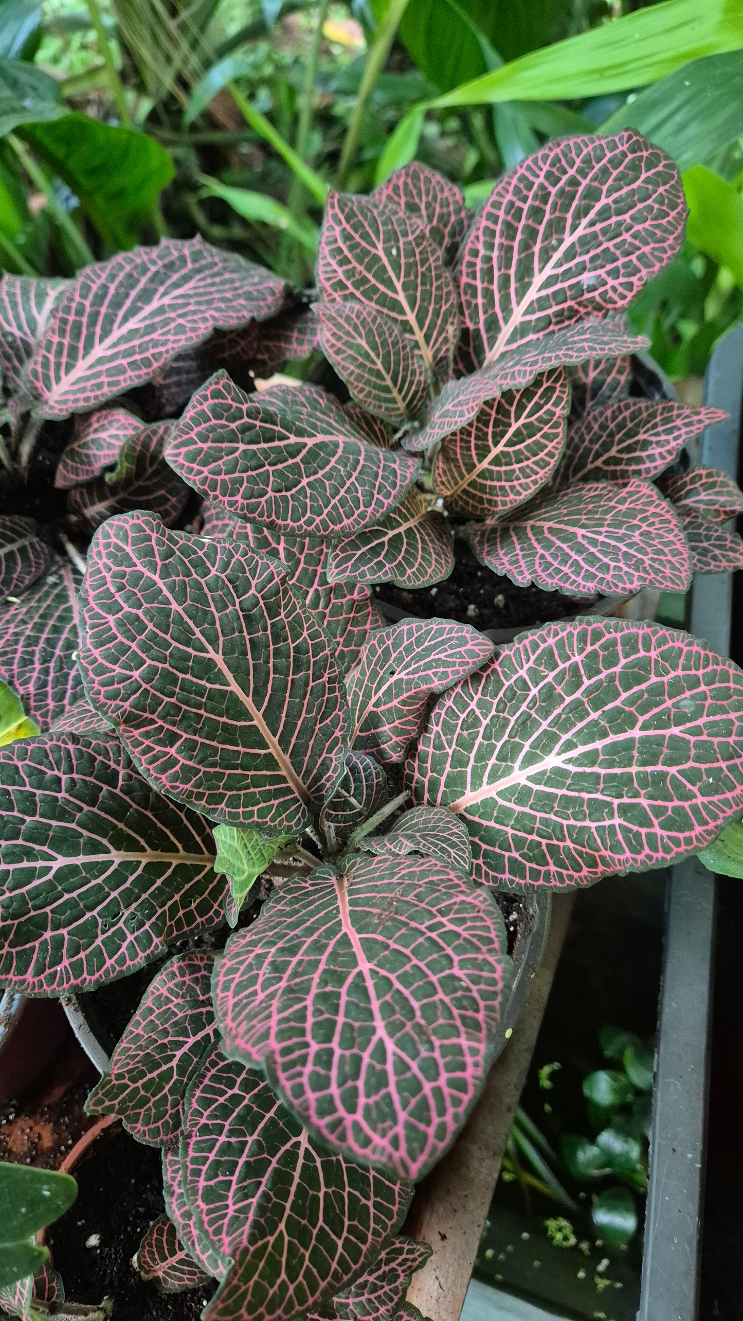 Fittonia Albivenis rose