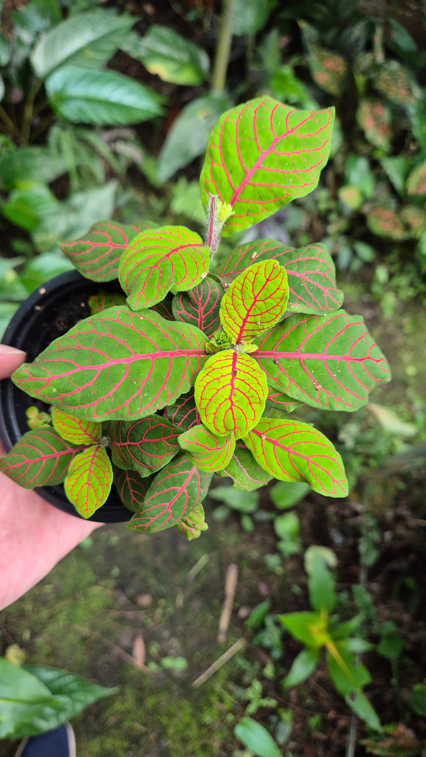 Fittonia