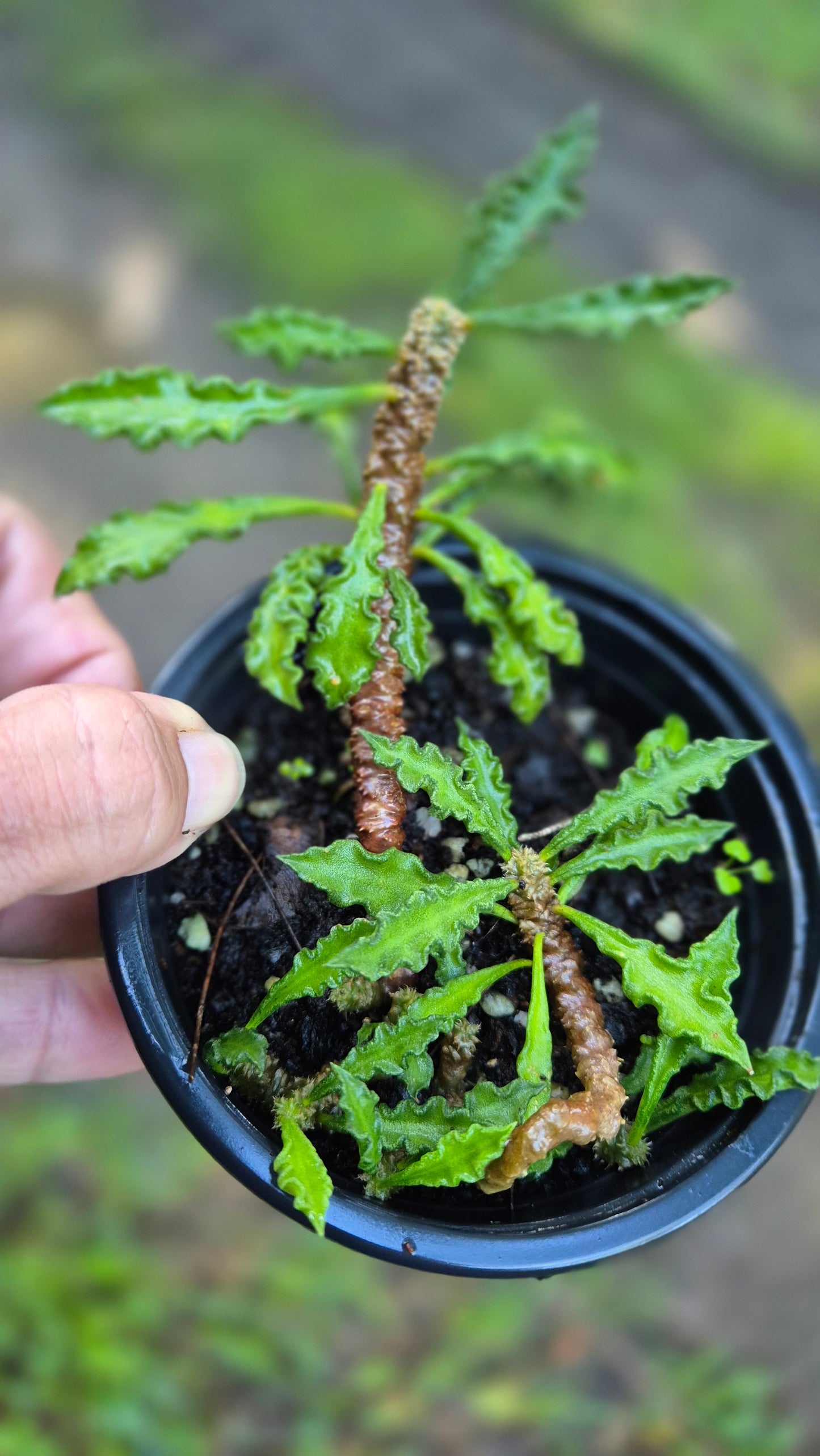Euphorbe francoisii