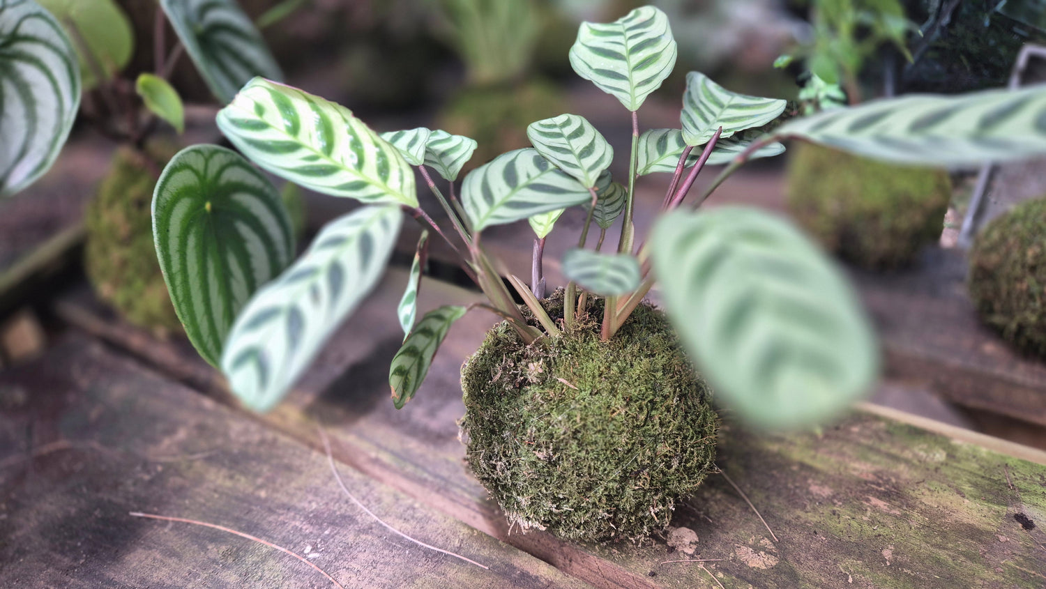 //www.artocaria.nc/cdn/shop/files/Kokedama?387