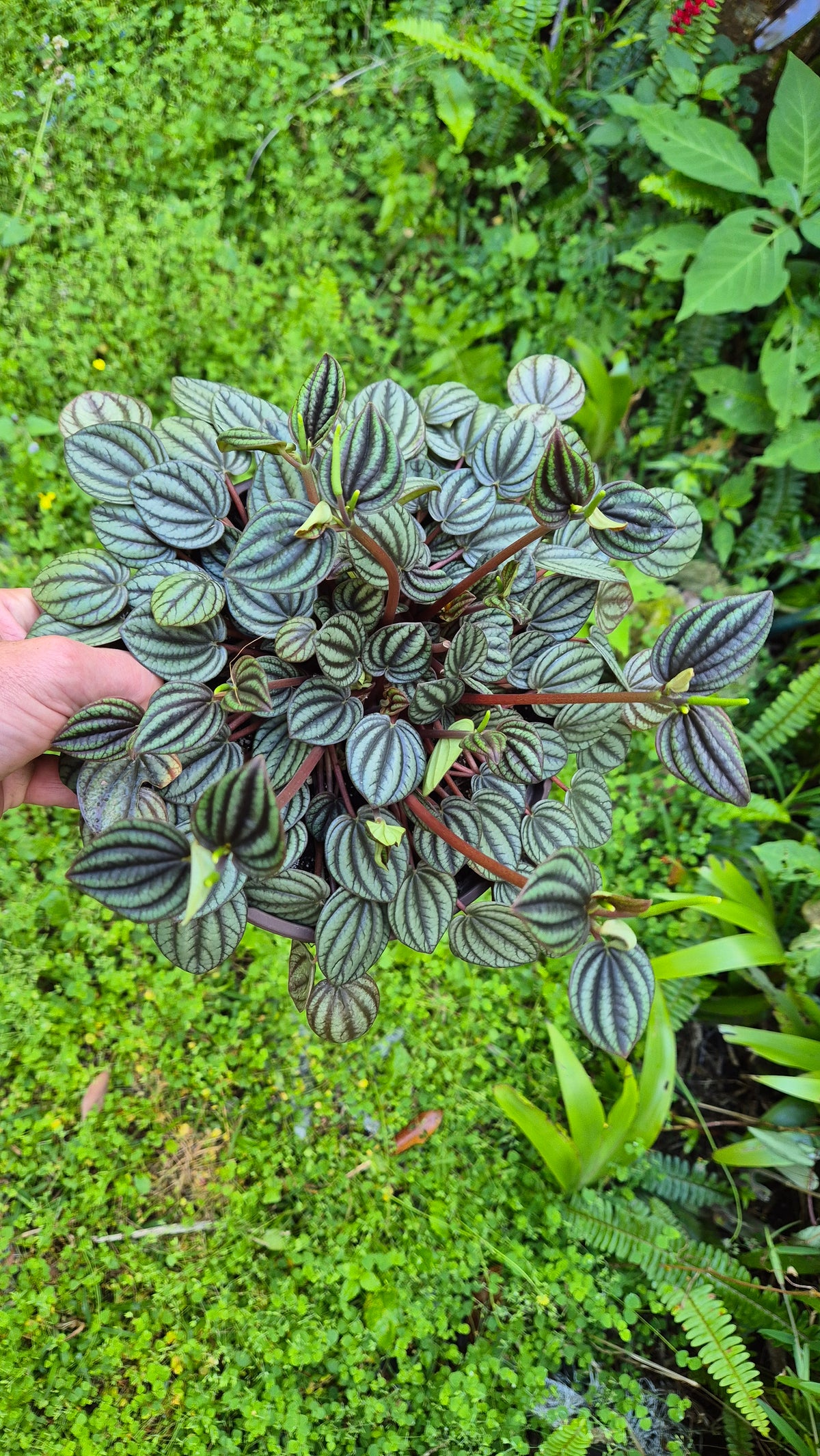Plante Rare