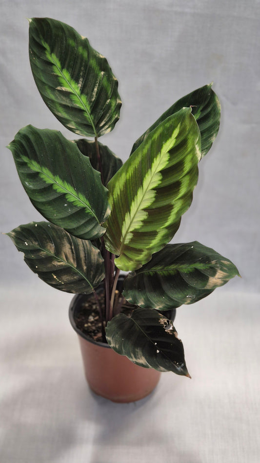 Calathea