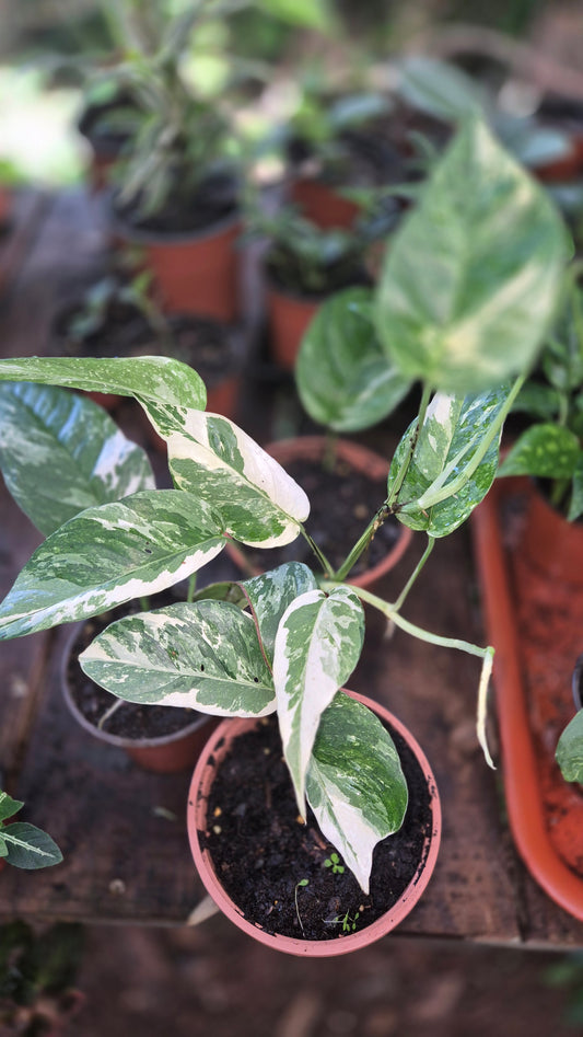 Epipremnum pinnatum