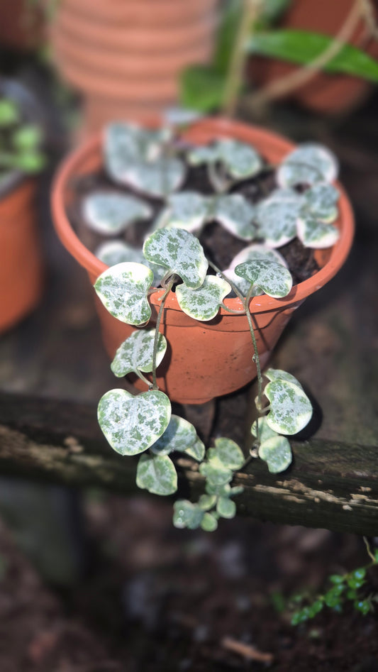 Ceropegia woodii vatiegata