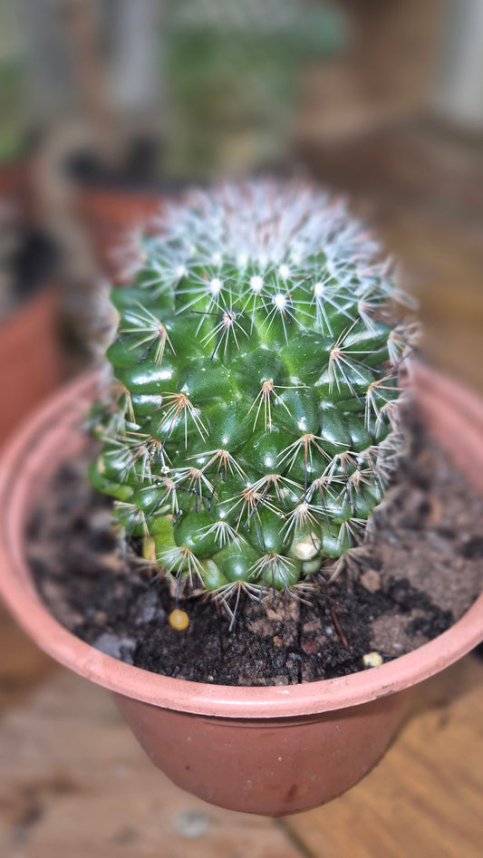 Cactus 🌵