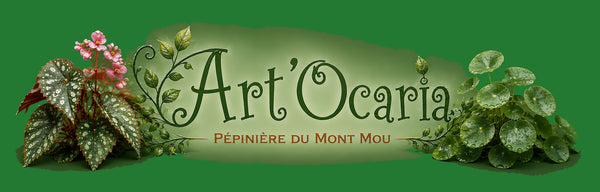 Art Ocaria Pépinière du Mont Mou