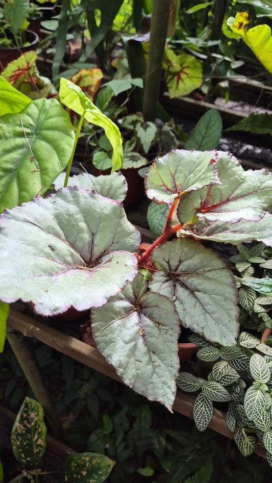 Bégonia rex