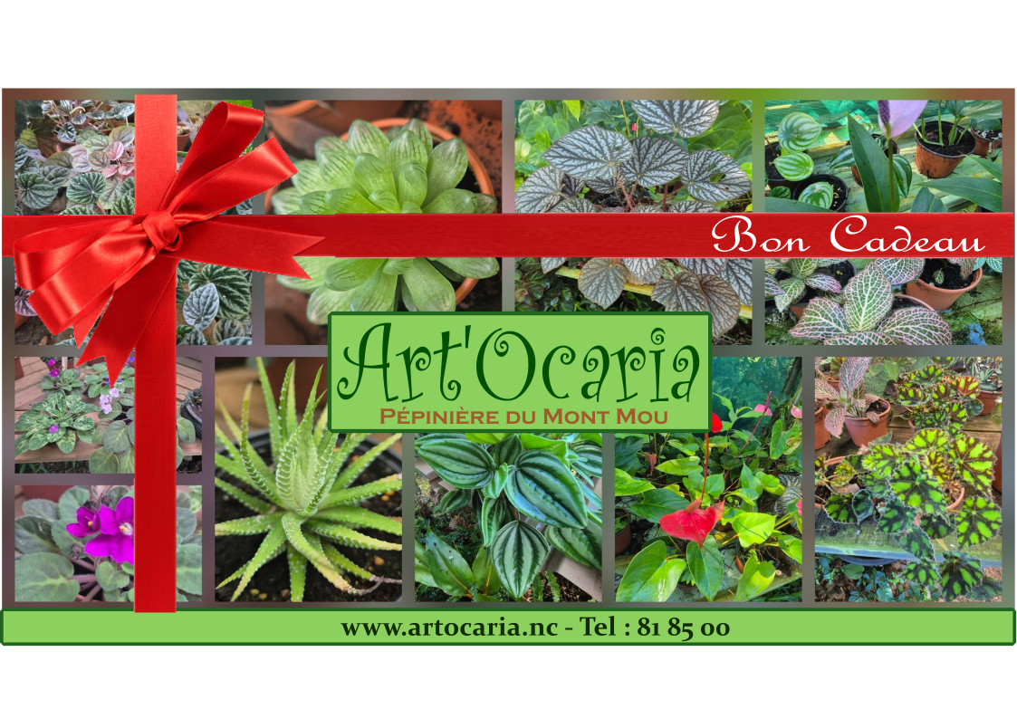 Bon cadeau Artocaria Pépinière