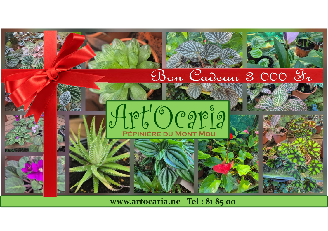 Bon cadeau Artocaria Pépinière
