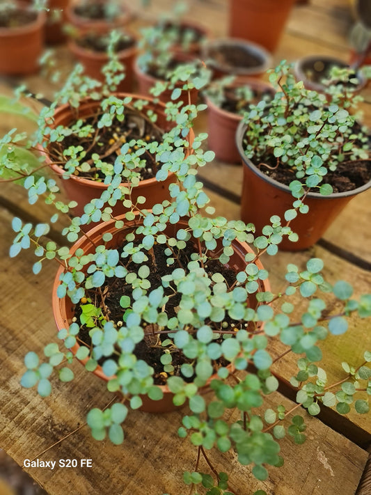Pilea glaucophyla Greyzy