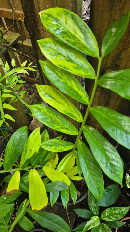 ZZ Zamioculcas variegata