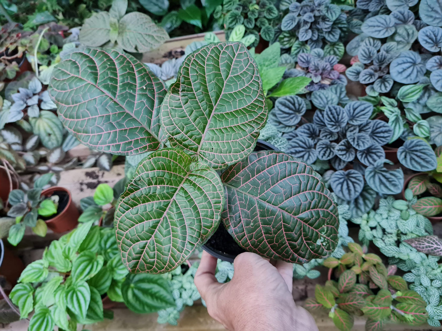 Fittonia Gigantea