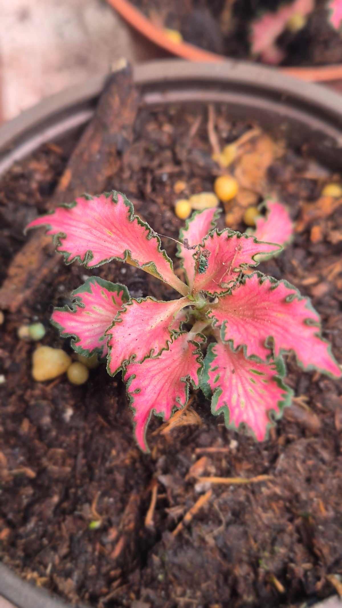 Fittonia rose