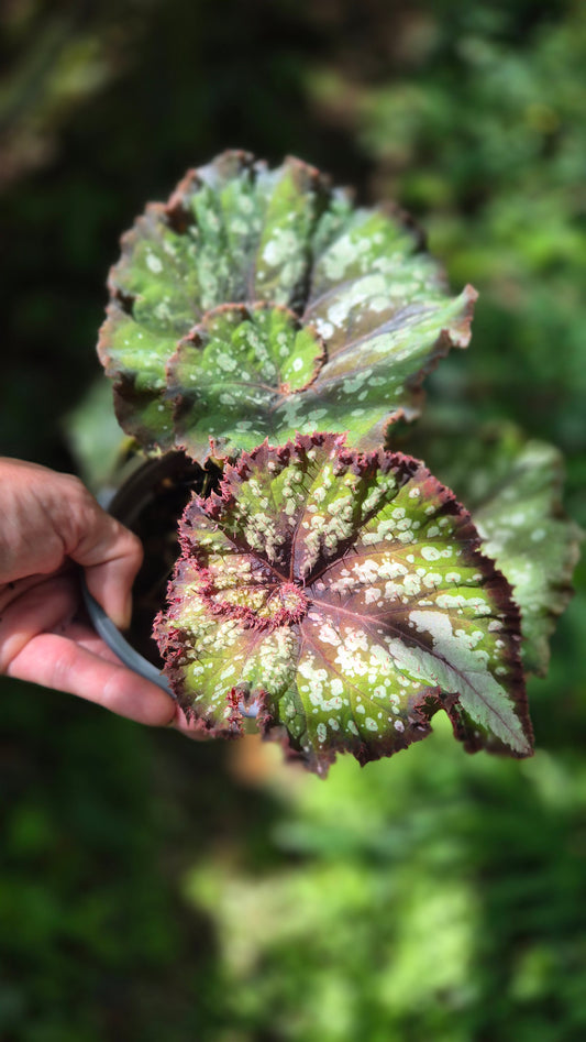 Bégonia Rex hybride