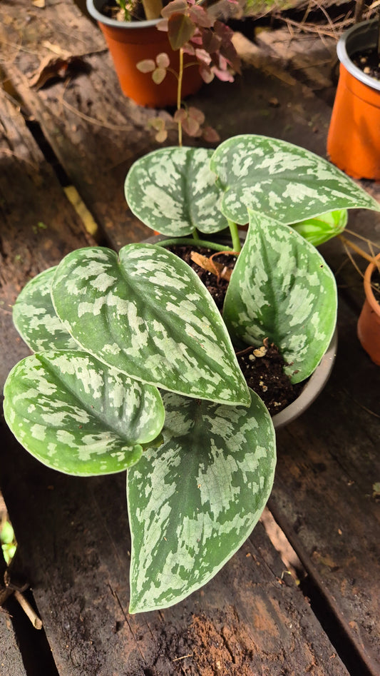 Scindapsus