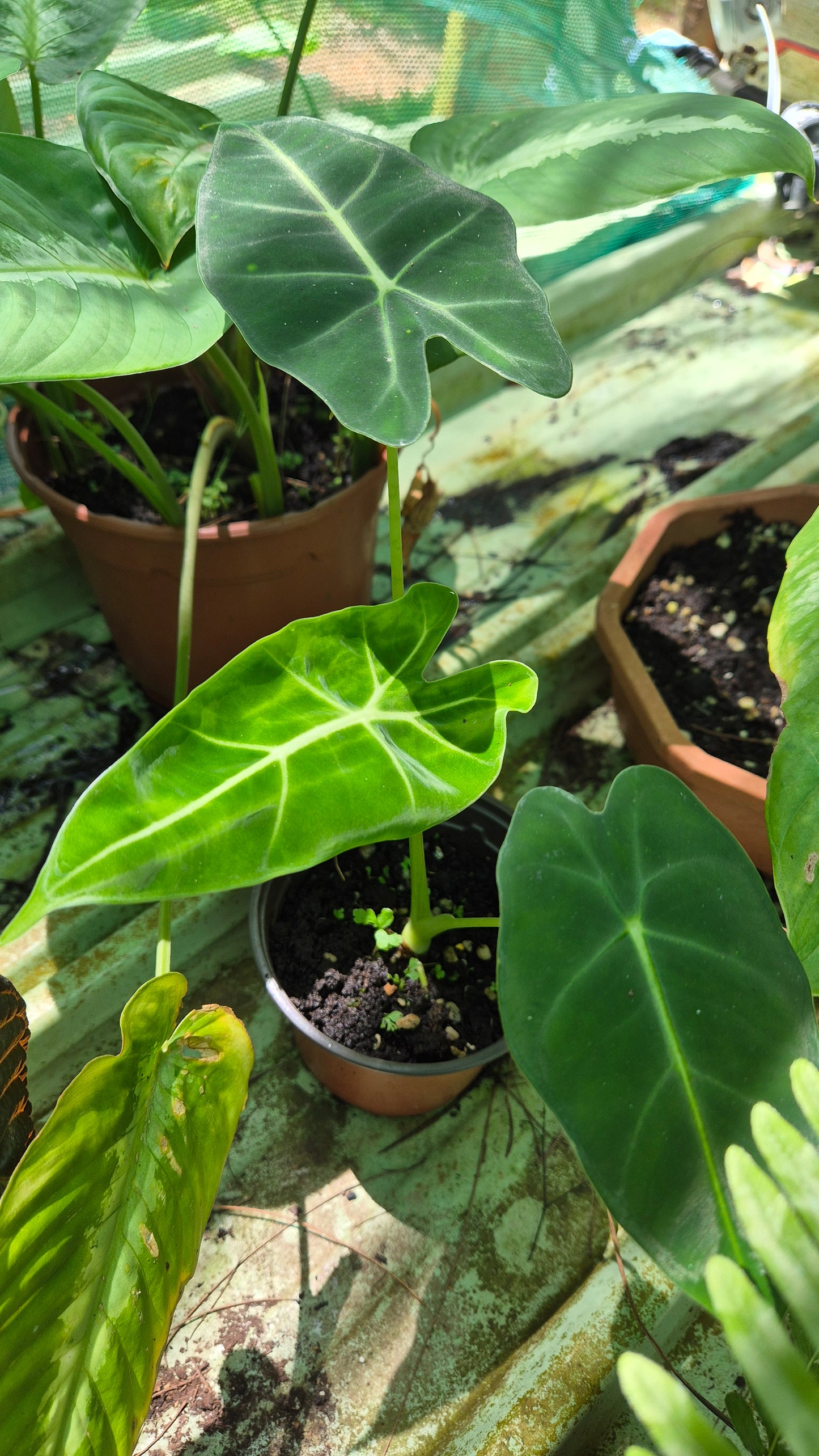 Alocasia frydeck