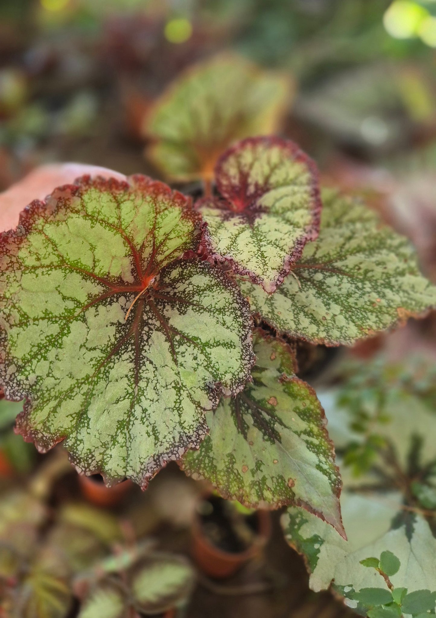 Bégonia Rex hybride