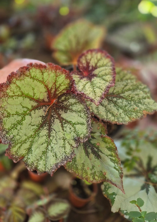 Bégonia Rex hybride