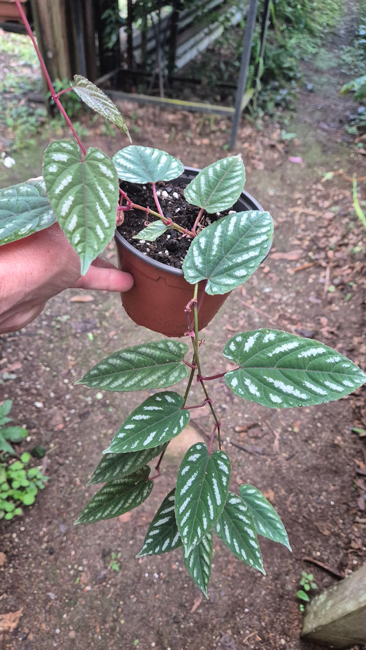 Cissus discolor
