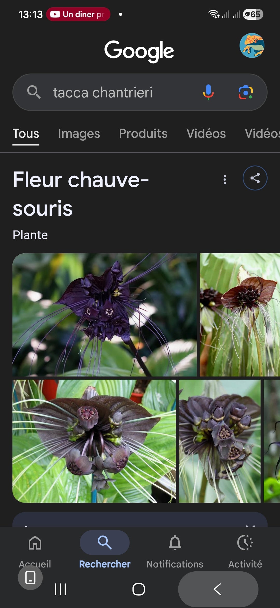 Tacca chantrieri