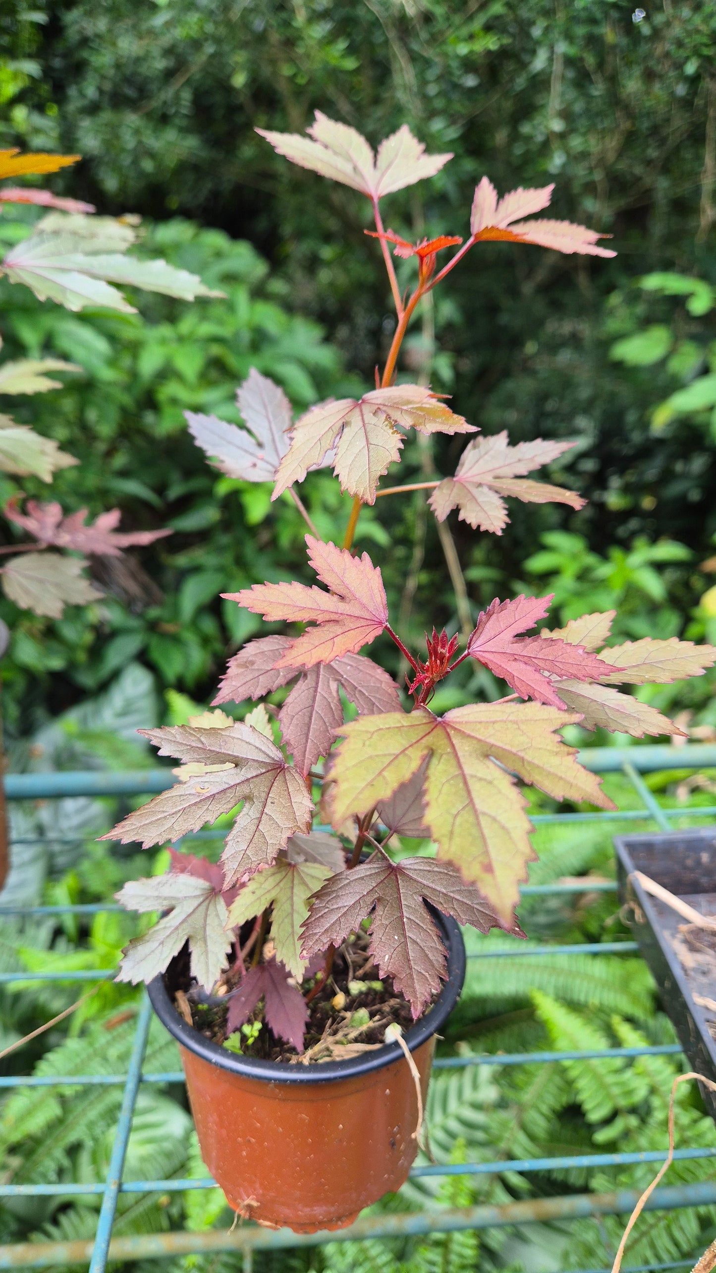 Hibiscus 🌺 cannabinus pourpre