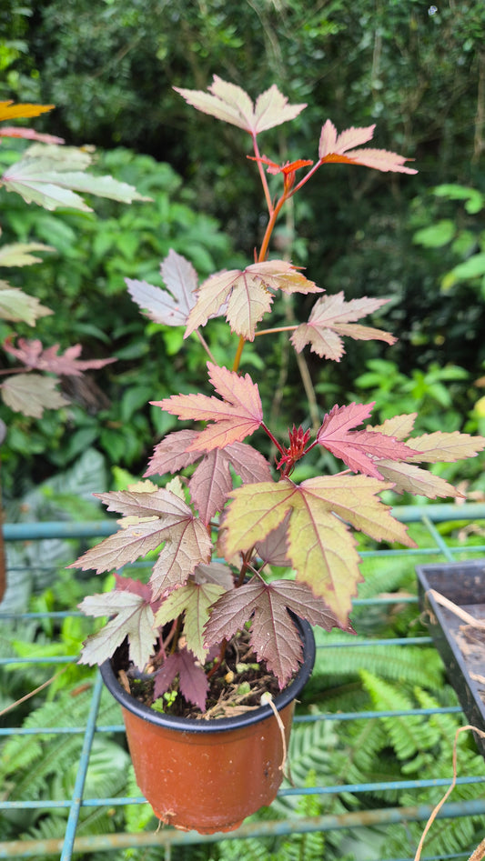 Hibiscus 🌺 cannabinus pourpre