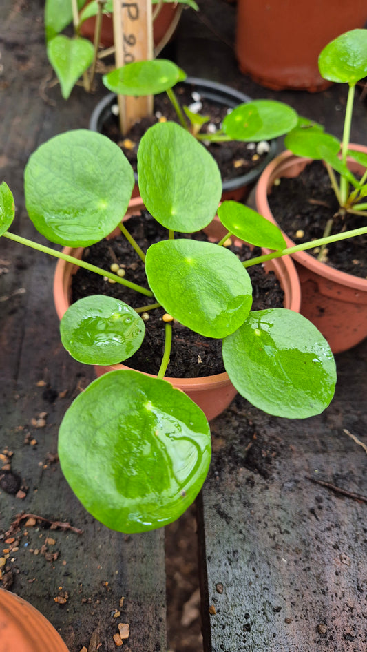 Pilea Peperomioides