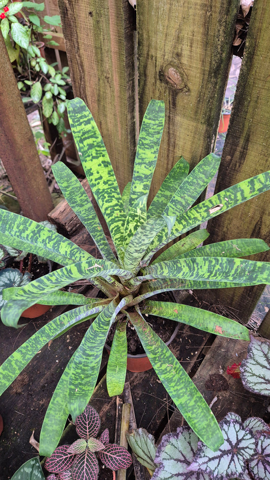 Bromelia vriesea