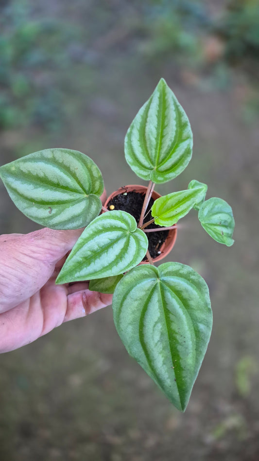 Peperomia vert mini pot