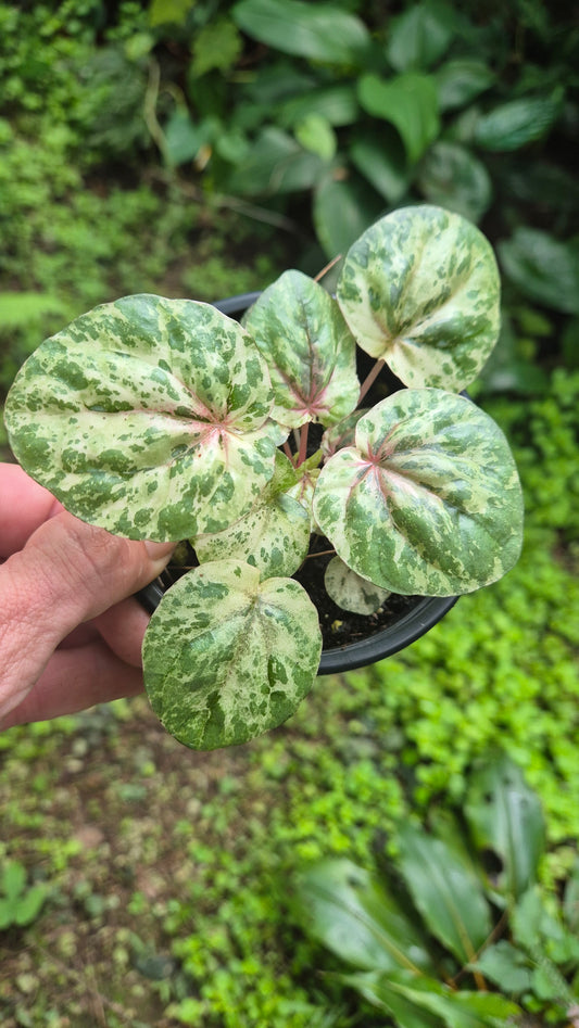 Peperomia rose