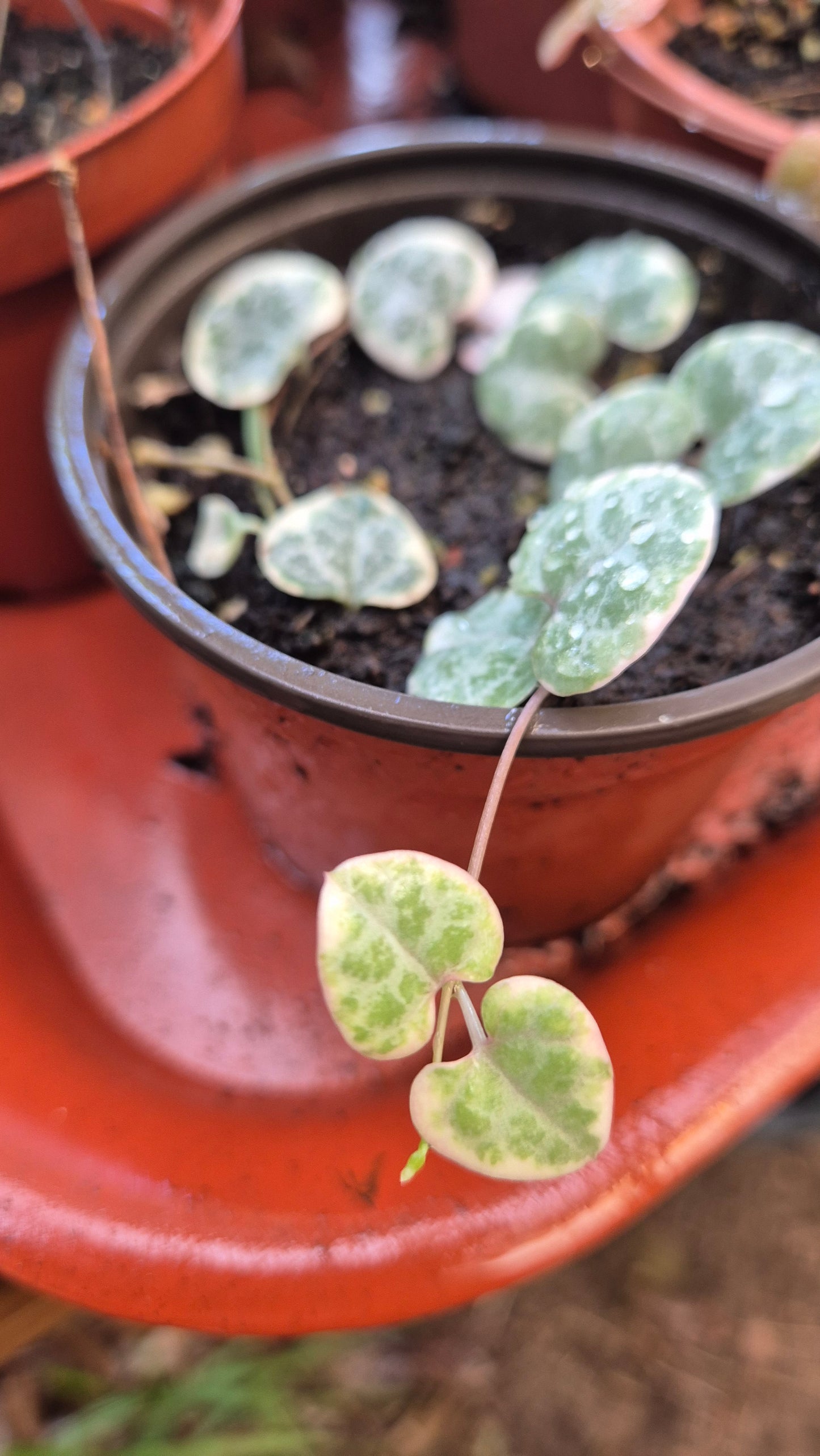 Ceropegia variegata