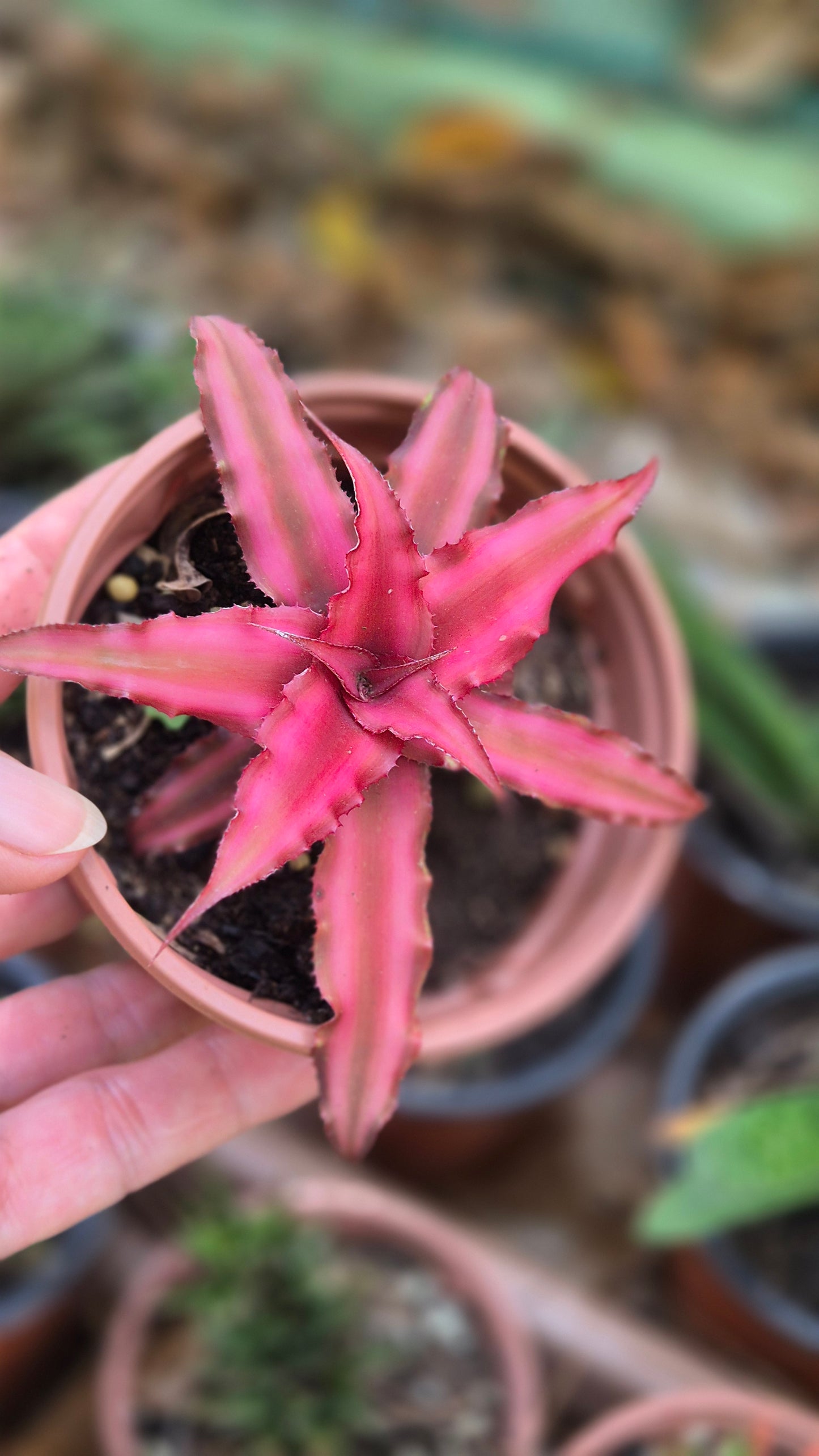 Cryptanthus mini bromelia