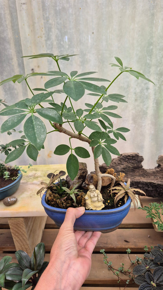 Jardin miniature shefflera