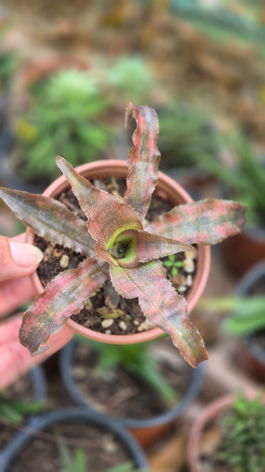 Cryptanthus