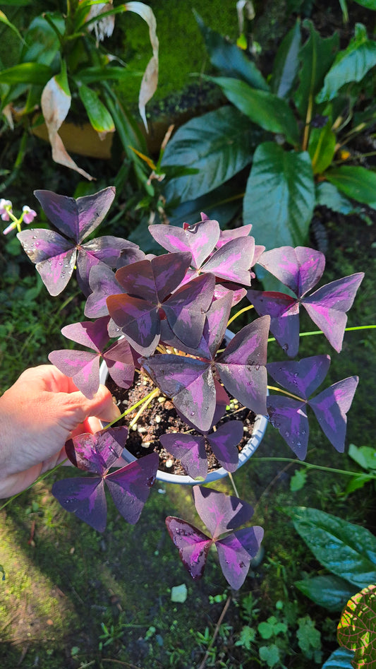 Oxalis triangularis