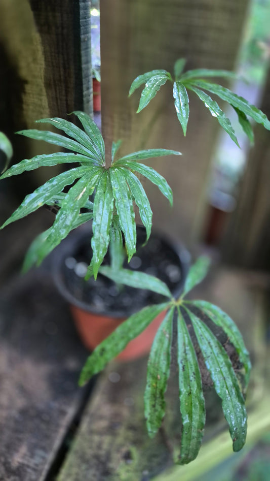 Anthurium polychistum