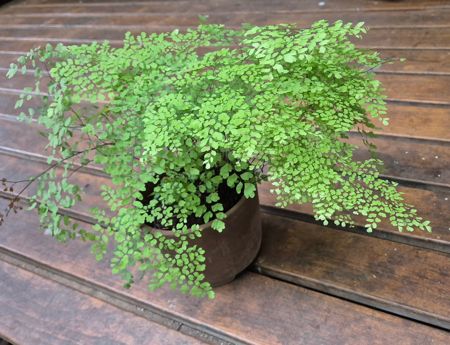 Capillaire dans pots à bonsaïs