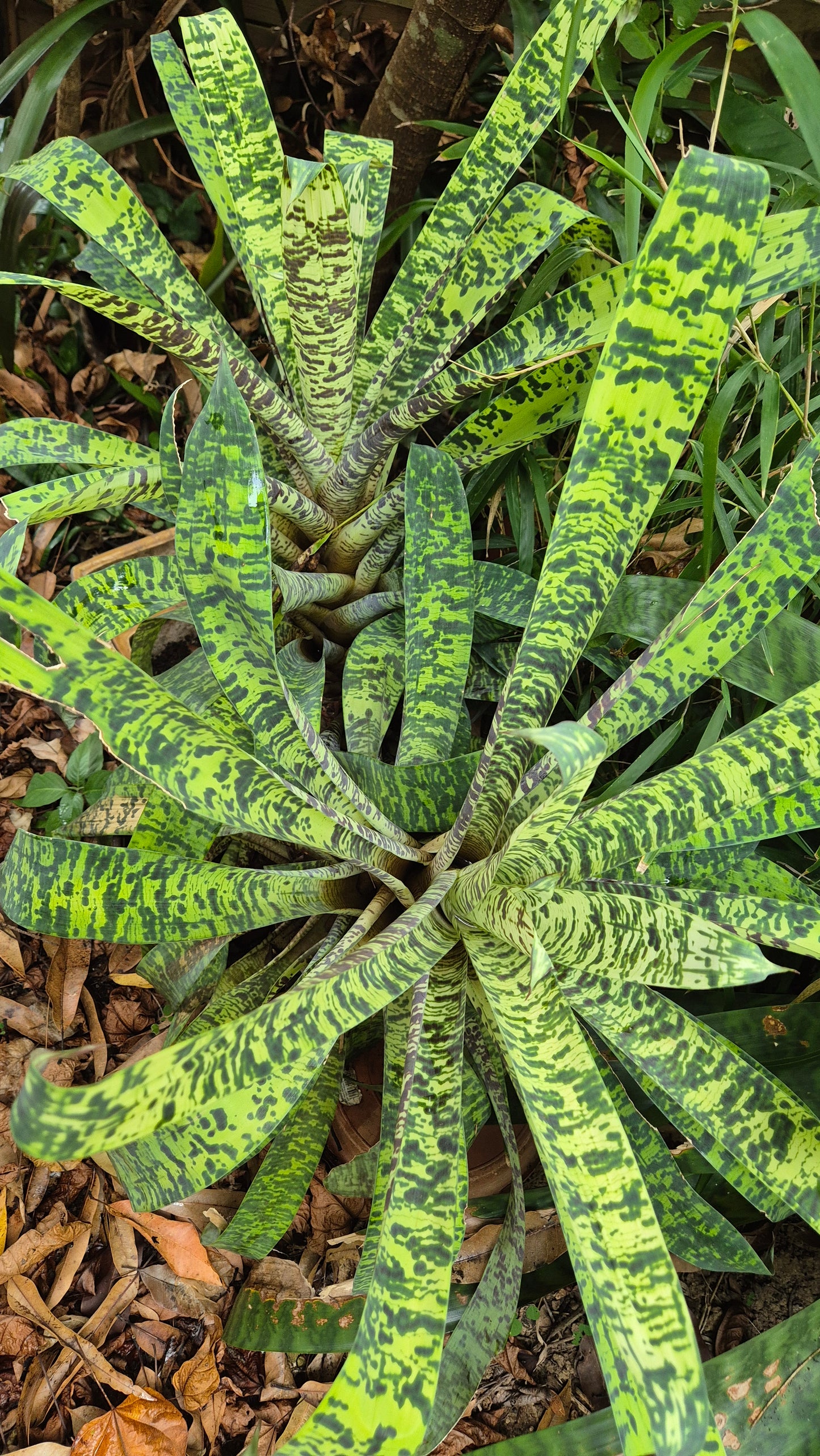 Bromelia vriesea