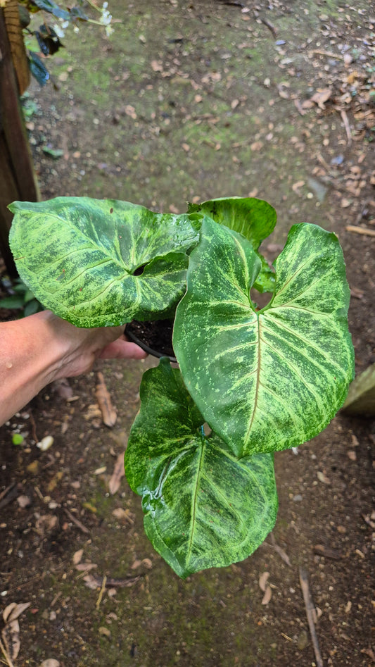 Syngonium