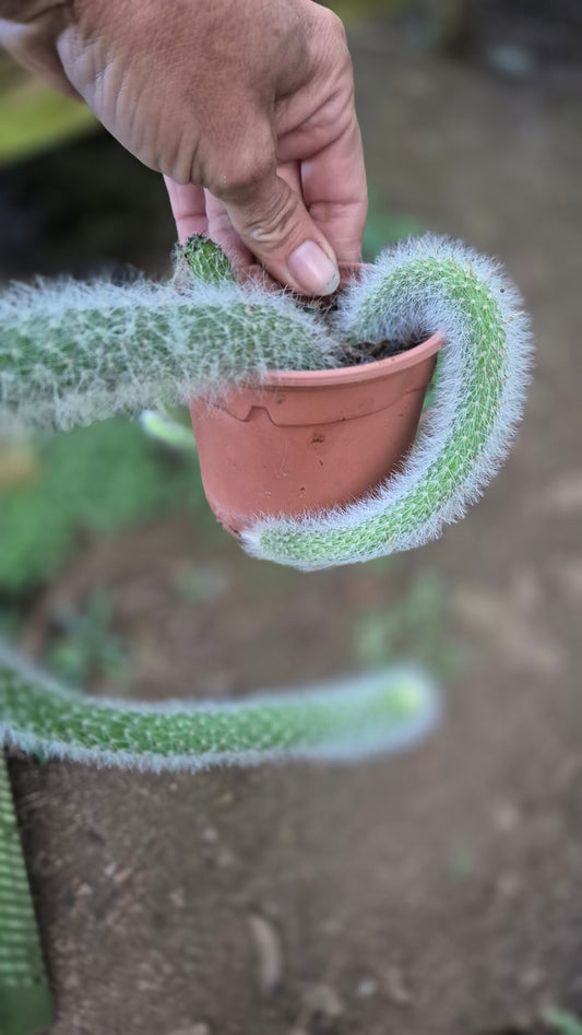 Cactus queue de singe